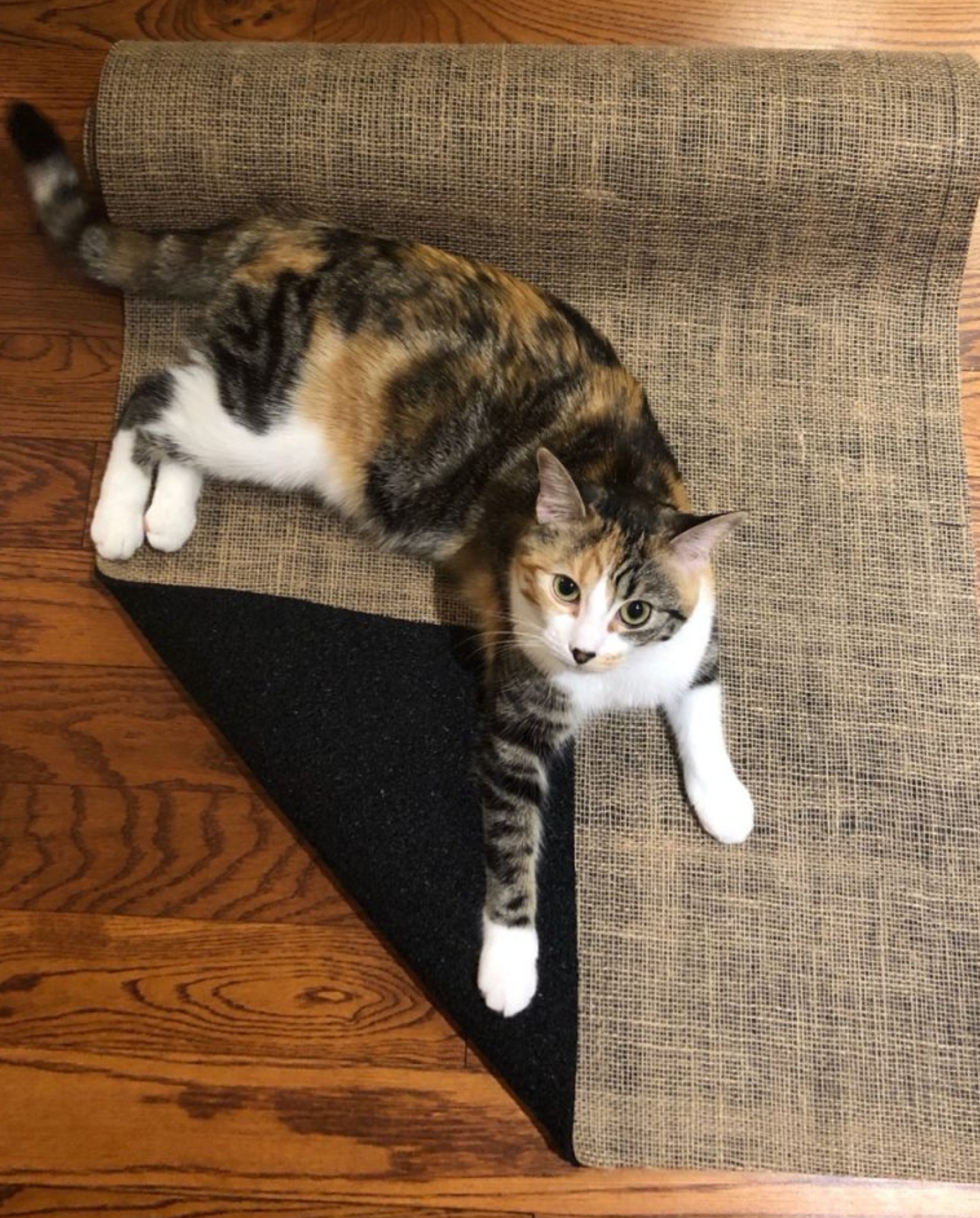 Chat démontrant la sécurité et le confort du Luxury-Pad de Terry's